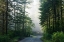 Picture of LADY BIRD JOHNSON GROVE IN NORTHERN CALIFORNIA