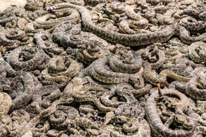 Picture of THE WORLDS LARGEST RATTLESNAKE ROUNDUP IN SWEETWATER-TEXAS