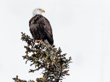 Picture of A YOUNG BALD EAGLE-YELLOWSTONE NATIONAL PARK-WYOMING