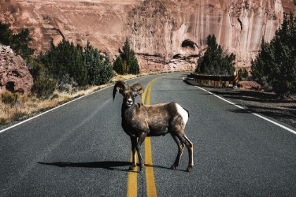 Picture of A BIGHORN SHEEP IN COLORADO NATIONAL MONUMENT-MESA COUNTY-COLORADO