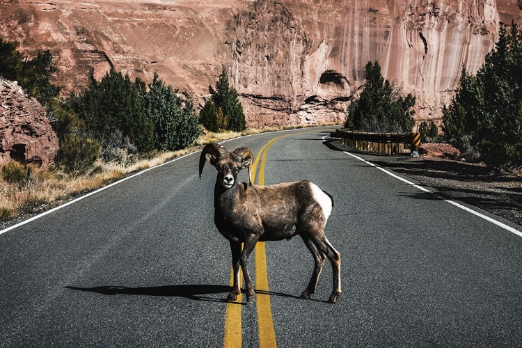 Picture of A BIGHORN SHEEP IN COLORADO NATIONAL MONUMENT-MESA COUNTY-COLORADO