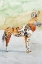 Picture of AFRICAN WILD DOG