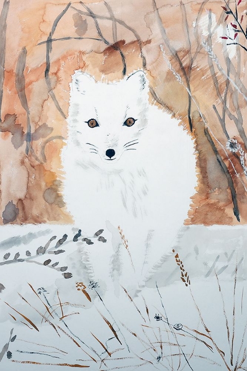 Picture of ARCTIC FOX