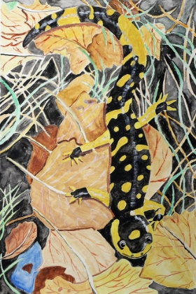 Picture of CALIFORNIA TIGER SALAMANDER