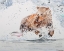 Picture of GRIZZLY CHASING SALMON
