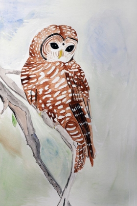 Picture of NORTHERN SPOTTED OWL