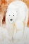 Picture of POLAR BEAR