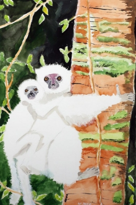 Picture of SILKY SIFAKA DUO