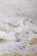 Picture of SNOWY PLOVER