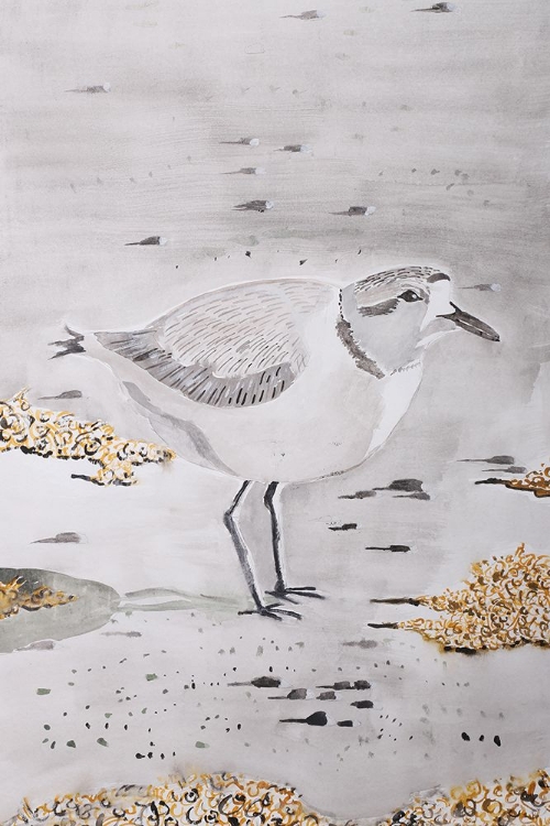 Picture of SNOWY PLOVER