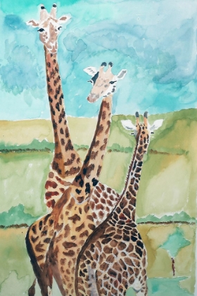 Picture of SOUTHERN GIRAFFES