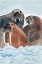 Picture of WALRUS TRIO