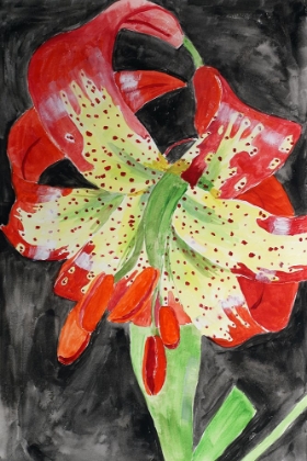 Picture of WESTERN LILY