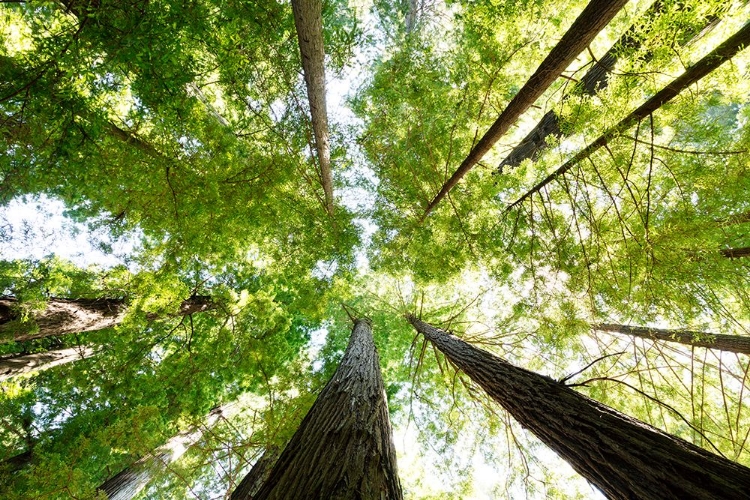 Picture of THE REDWOOD NATIONAL AND STATE PARKS-CALIFORNIA