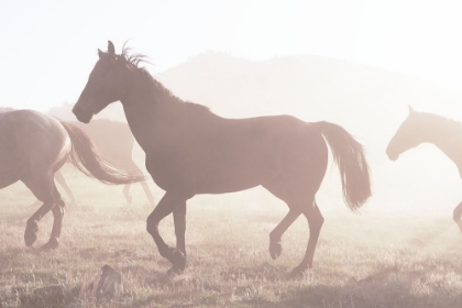 Picture of ROUNDUP OF HORSES-RIVERSIDE-WYOMING