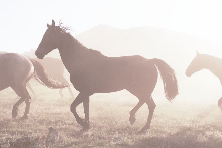 Picture of ROUNDUP OF HORSES-RIVERSIDE-WYOMING