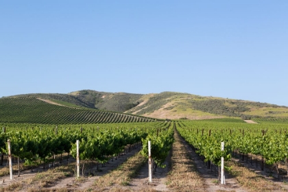 Picture of CALIFORNIA VINEYARDS