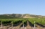 Picture of CALIFORNIA VINEYARDS