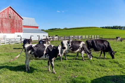 Picture of HOLSTEIN DAIRY COWS AT A FARM