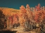 Picture of FALL ASPENS IN SAN JUAN COUNTY-COLORADO