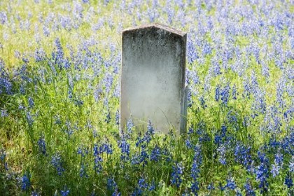 Picture of HEADSTONE IN FIELD OF FLOWERS