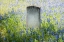 Picture of HEADSTONE IN FIELD OF FLOWERS
