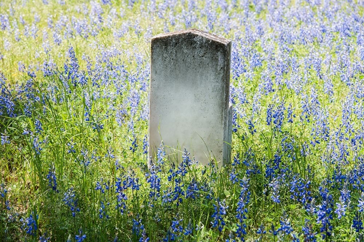 Picture of HEADSTONE IN FIELD OF FLOWERS