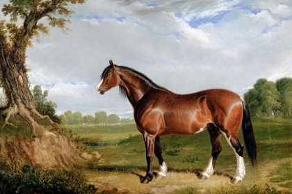 Picture of A CLYDESDALE STALLION