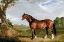 Picture of A CLYDESDALE STALLION