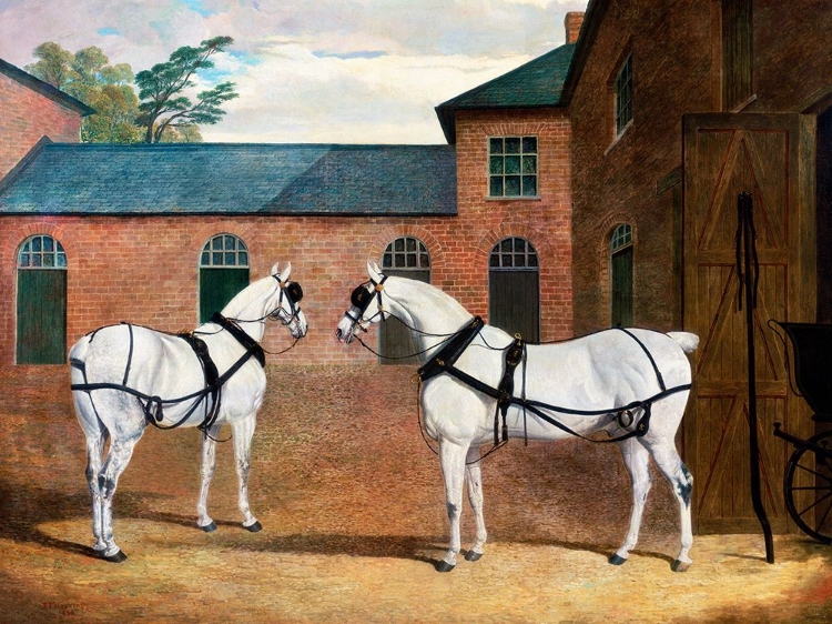 Picture of GREY CARRIAGE HORSES IN THE COACHYARD AT PUTTERIDGE BURY-HERTFORDSHIRE