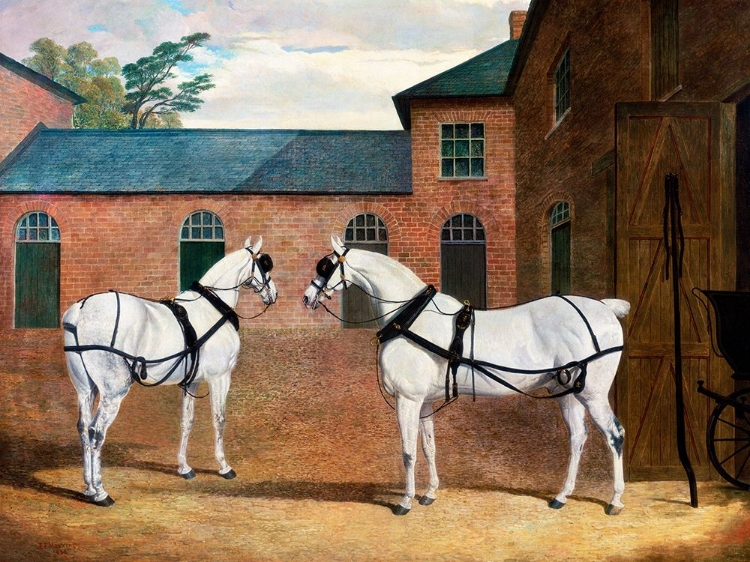 Picture of GREY CARRIAGE HORSES IN THE COACHYARD AT PUTTERIDGE BURY-HERTFORDSHIRE