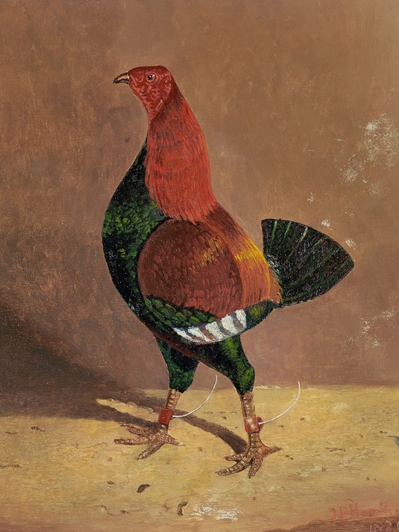 Picture of FIGHTING COCKS-A DARK-BREASTED FIGHTING COCK-FACING LEFT