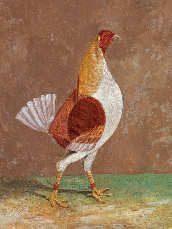 Picture of FIGHTING COCKS-A PALE-BREASTED FIGHTING COCK