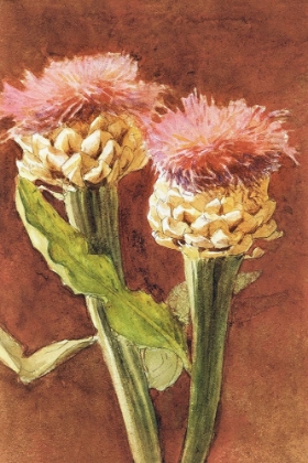 Picture of THISTLE