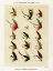 Picture of TROUT FISHING FLIES II FROM FAVORITE FLIES AND THEIR HISTORIES