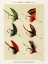 Picture of LAKE FISHING FLIES IV FROM FAVORITE FLIES AND THEIR HISTORIES