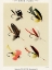 Picture of BASS FISHING FLIES VIII FROM FAVORITE FLIES AND THEIR HISTORIES