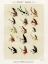 Picture of TROUT FISHING FLIES V FROM FAVORITE FLIES AND THEIR HISTORIES