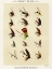 Picture of TROUT FISHING FLIES VIII FROM FAVORITE FLIES AND THEIR HISTORIES