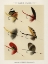 Picture of LAKE FISHING FLIES VIII FROM FAVORITE FLIES AND THEIR HISTORIES