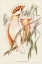 Picture of LEADBEATERS COCKATOO-CACATUA LEADBEATERII