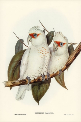 Picture of LONG-BILLED COCKATOO-LICMETIS NASICUS