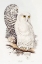 Picture of SNOWY OWL