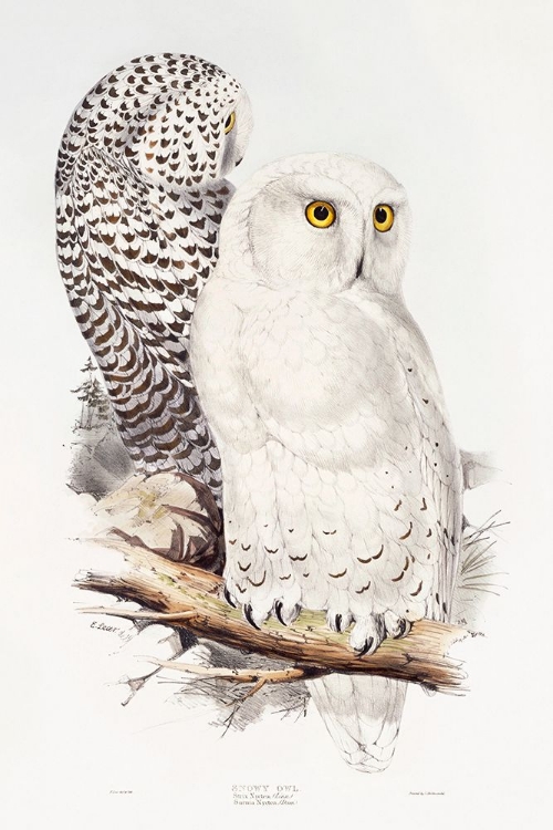 Picture of SNOWY OWL