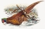 Picture of PHASIANUS COLCHICUS-RING-NECKED PHEASANT
