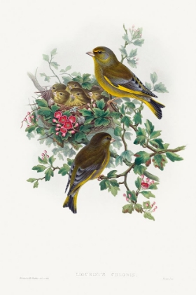 Picture of LIGURINUS CHLORIS-GREENFINCH