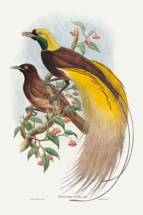 Picture of BIRD OF PARADISE-PARADISEA APODA