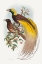 Picture of BIRD OF PARADISE-PARADISEA APODA