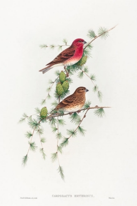 Picture of CARPODACUS ERYTHRINUS-COMMON ROSE FINCH