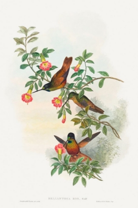 Picture of HELIANTHEA EOS-GOLDEN STAR-FRONTLET